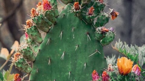 Prickly Pear Cactus Jelly