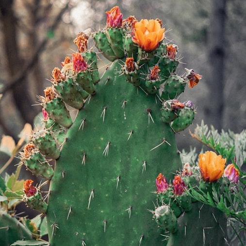 budding cactus