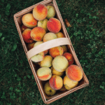 rectangle basket of peaches sitting on green grass