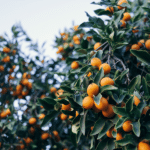 kumquats on beautiful green trees