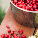 rose hips in a metal bowl on a table with rose hips around it.