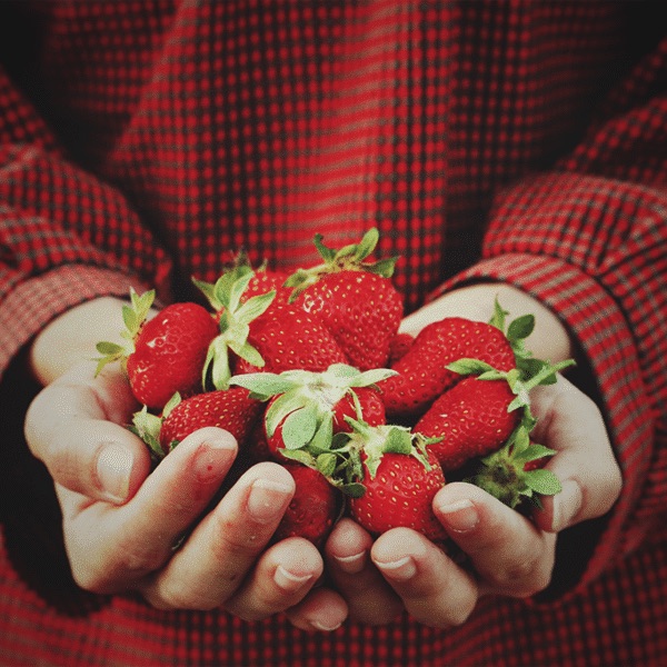 fresh strawberries in hands