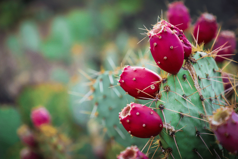 Prickly Pear Cactus Jelly