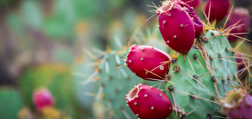 Prickly Pear Cactus Jelly