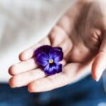 opened hand holding a purple violet