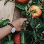 a woman's arm, wearing a watch, reaching into a bunch of greenery and apples